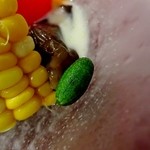 彩つむぎ - 珍しい野菜　写真は”マイクロ胡瓜”