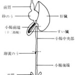 YAKITORI 燃 es - 前胃は肝臓(砂肝)の上に有る食道の部位ですね