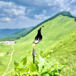 森のオーベルジュ 星咲 - 