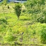 森のオーベルジュ 星咲 - 