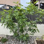 ティーガーデン - 