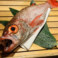 のどぐろ専門 銀座中俣 はなれ - 