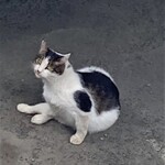 中華そば志のぶ支店 - お店付近で地域ネコちゃん