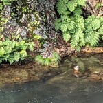 割烹旅館 湯の花荘 - 