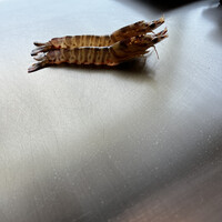 鉄板焼ステーキ 喜扇亭 東京ミッドタウン店 - 