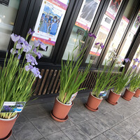 米沢牛黄木 金剛閣 すき焼き しゃぶしゃぶ 毘沙門 - 