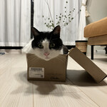 ハサミヤオオトモ - 家に持ち帰ったら、猫が箱に入ってました。