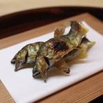 松川 - 京都桂川の鮎　(2013/08)