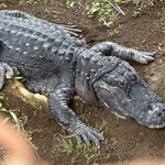 熱川バナナワニ園分園フルーツパーラー - 