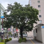 一〇そば - 桜も大木になったな～