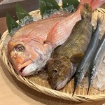 Sushi Urayama - 鮮魚