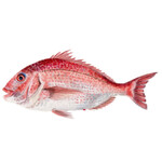 “Wild Red Snapper” “真鲷鱼““참돔”