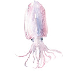 “Golden Cuttlefish (Squid) ”“墨鱼”“冲绳海滩”