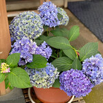 夢菓房たから - 