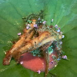 Alternative - 鮎のフリット・荏胡麻と合わせたクスクス・新蓮根・西瓜と梅のソース。海ブドウをあしらって
