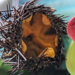 シーサイド - 殻付きうに