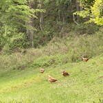 朔 - 放し飼いの雌鶏