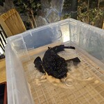 旬魚 たつみ - オコゼ