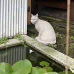 南町テラス - 入り口のネコ