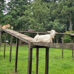 千本松牧場 - 高い場所にいるヤギ