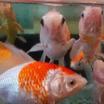 そば処 緑寿庵 - 