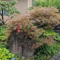 薪の音 - 