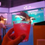 ペンギンのいるダイニングバー沖縄 - ペンギンちゃん見ながらアイスブレーカー꒰✩'ω`ૢ✩꒱