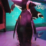 ペンギンのいるダイニングバー沖縄 - ペンギンちゃん、おしりフリフリ可愛すぎる꒰✩'ω`ૢ✩꒱