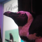 ペンギンのいるダイニングバー沖縄 - ちょっと眠そう♪꒰✩'ω`ૢ✩꒱