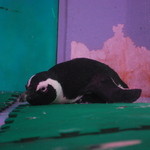 ペンギンのいるダイニングバー沖縄 - あらら、イジケちゃった？꒰✩'ω`ૢ✩꒱