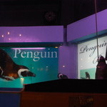 ペンギンのいるダイニングバー沖縄 - ペンギンちゃんは５羽いるみたい( ´ ▽ ` )ﾉ