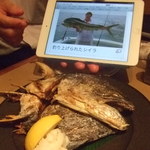 雑魚 - しいらタブレット画像付