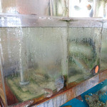 活魚問屋 海寶 - 生簀