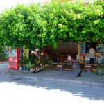 まいむ - キジムナーがいそうなガジュマルの木の下でまったりとしたウチナータイム