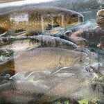 エフエス ダイナー - 