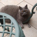 Au Chat Bleu - Au Chat Bleuって僕のことだよ by コシャル