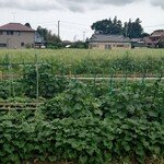 Sobadokoro Iitomo - 野菜畑とそば畑
