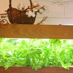 g’morning cafe - 水耕栽培のヘルシーな野菜