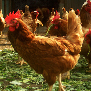 朝引きの新鮮鶏『さつま花尾鶏』を使用