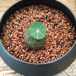 レヴォ - 〜prologue〜甘鯛とジャガイモのブランダード