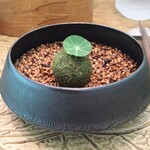 レヴォ - 〜prologue〜甘鯛とジャガイモのブランダード