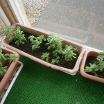 綺羅々亭 - ハーブを栽培していました！