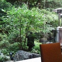 オールデイダイニング リモネ - 窓からは緑が