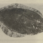 一期一会 よねさん - 