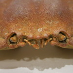 うぶか - 25年9月　銀杏蟹　アップ