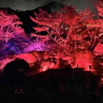 御茶屋Bar - チームラボ　庭園