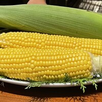 スガラボヴィー - 