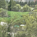 Ueno seiyouken bankettoruumu - よく写っていませんが、不忍の池の蓮の花はもう一歩。真夏には一面ピンクになります。