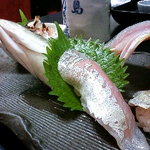 佐島かねき - 地魚にぎり1