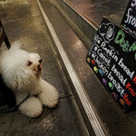 サンバンチョウカフェ - ドッグ・メニューがあったわ〜♬